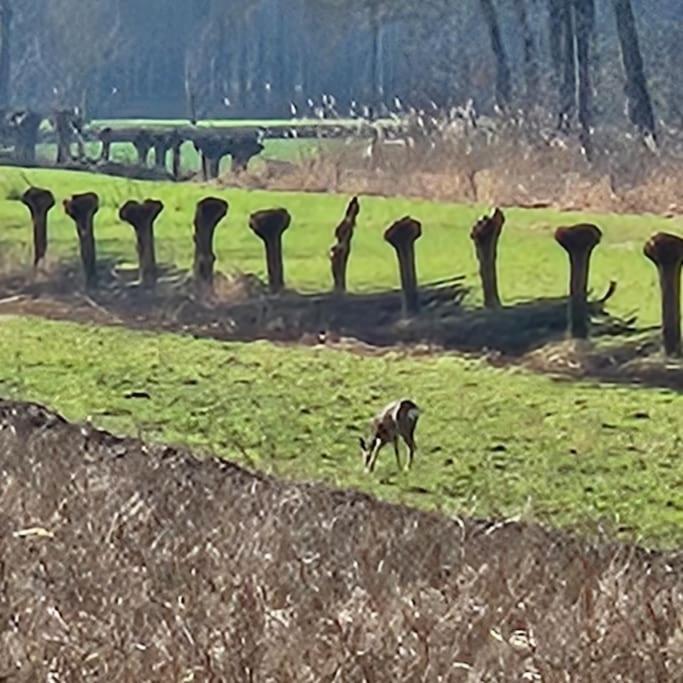 Holiday Home Countryside, Langbroek / 多尔恩 外观 照片
